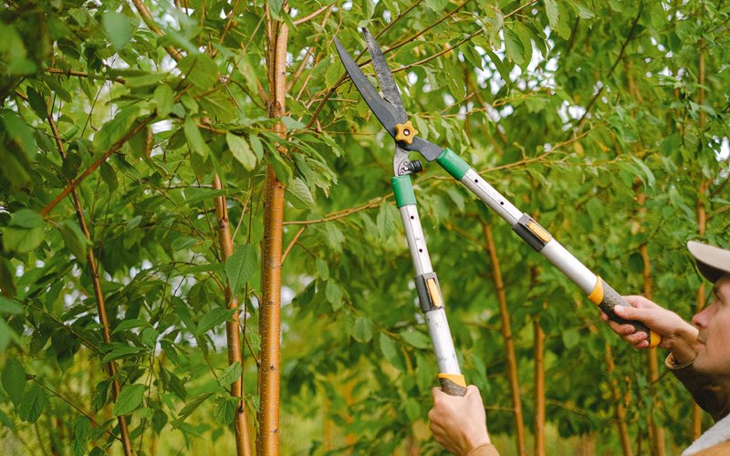 Tree trimming in Salida, CA